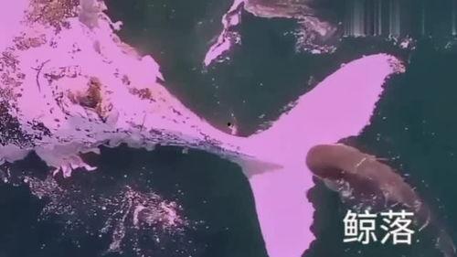 鲸落短视频,揭秘深海中的生命奇迹