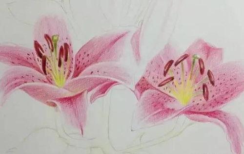 彩铅画入门教程视频,轻松掌握色彩与线条的艺术