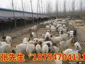 山东养殖视频,科技赋能下的绿色养殖之旅