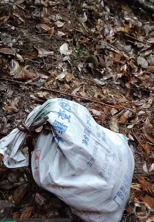 专业挖笋人视频,揭秘山林中的“金条”挖掘技艺