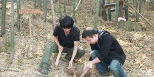 专业挖笋人视频,揭秘山林中的“金条”挖掘技艺